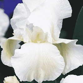 Ирис германский White Knight