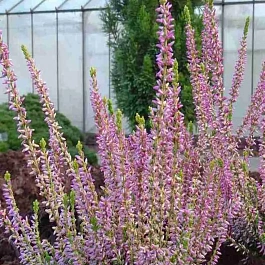 Вереск обыкновенный Tamara