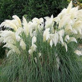 Кортадерия Селло White Plume