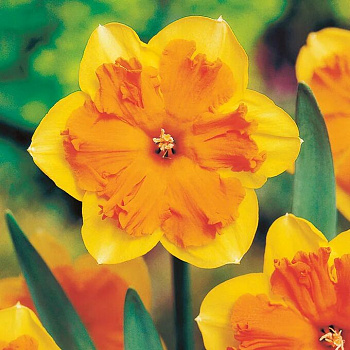 Нарцисс с расщепленной коронкой Конгресс