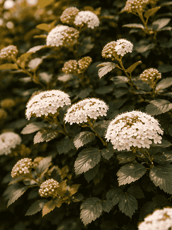 Пузыреплодник калинолистный Midnight