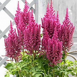 Астильба китайская Караоке Парти