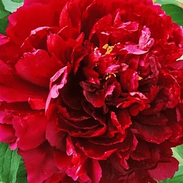 Пион Древовидный Red