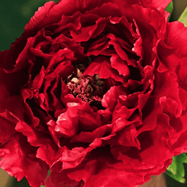 Пион древовидный Shining Black Gold