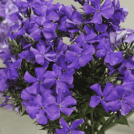 Флокс метельчатый Кобальт