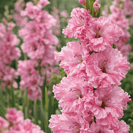 Гладиолус Самара