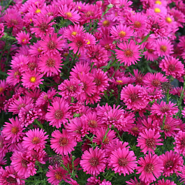 Астра новобельгийская Ройял Руби