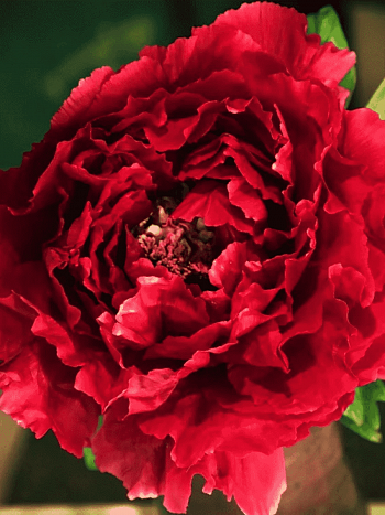 Пион древовидный Shining Black Gold