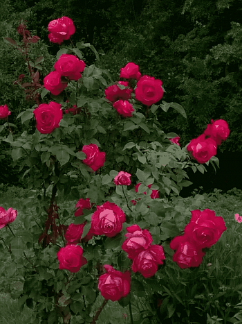 Роза плетистая Аджимушкай