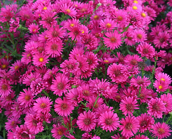 Астра новобельгийская Ройял Руби