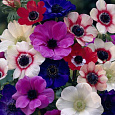 Анемона (Ветреница) японская Mix