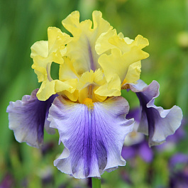 Ирис бородатый Эдит Уолфорд