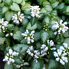 Яснотка пятнистая Вайт Нэнси