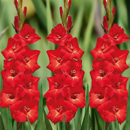 Гладиолус крупноцветковый Шинон