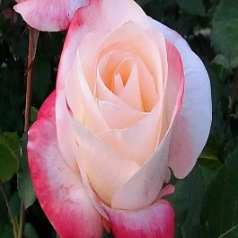 Роза чайно-гибридная  Belle Perle