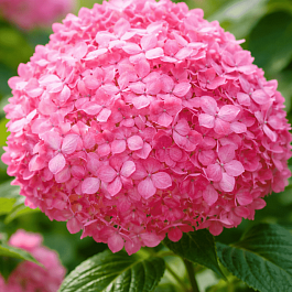 Гортензия древовидная Magical Pinkerbell