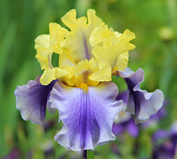 Ирис бородатый Эдит Уолфорд