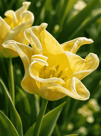 Тюльпан Yellow Crown