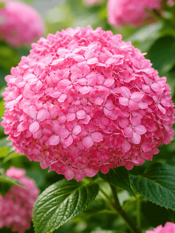 Гортензия древовидная Magical Pinkerbell