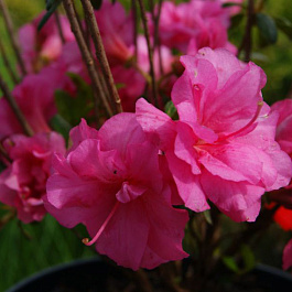 Азалия японская Бабушка