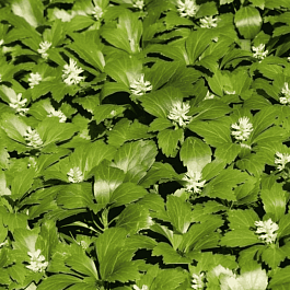 Пахизандра верхушечная Green Carpet