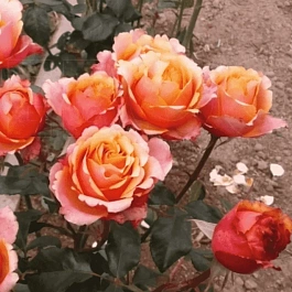 Роза штамбовая Cherry Brandy