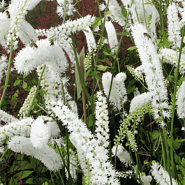 Клопогон простой White Pearl