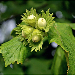 Лещина обыкновенная Авелана