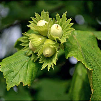 Лещина обыкновенная Авелана