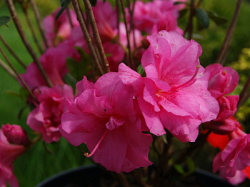 Азалия японская Бабушка