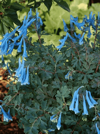 Хохлатка Blue Heron