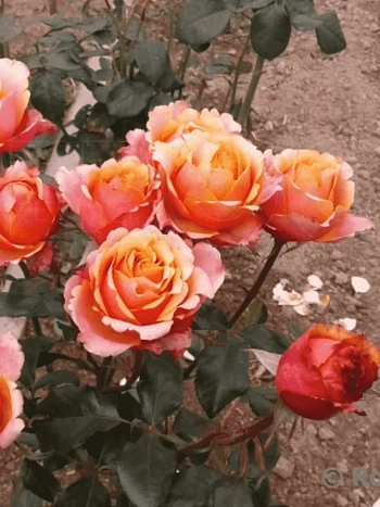 Роза штамбовая Cherry Brandy