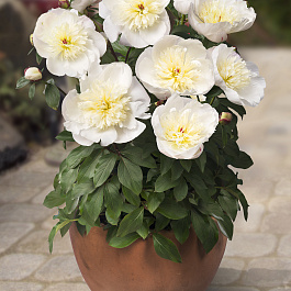 Пион травянистый Мадрид