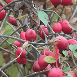 Шиповник бесшипный