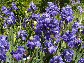 Ирис германский Blenheim  Royal