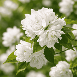 Чубушник гибридный Bouquet Blanc