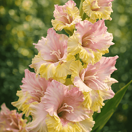 Гладиолус Mon Amour