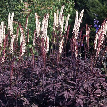 Клопогон ветвистый Джейс Комптон