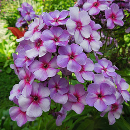 Флокс метельчатый Свёрли Бёрли НАБОР 2ШТ (1+1)