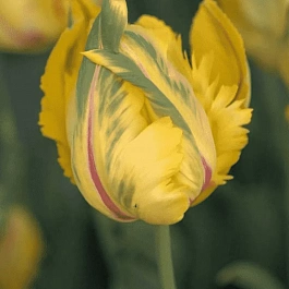 Тюльпан попугайный La Courtine Parrot