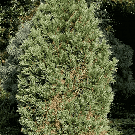 Сосна кедровая Stricta