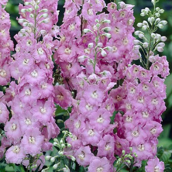 Дельфиниум гибридный Бенарис Пацифик Джиневер