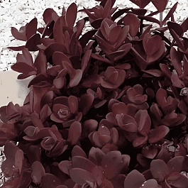 Очиток гибридный Sunsparkler Cherry Tart