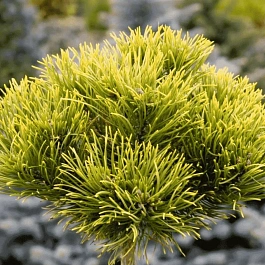 Сосна горная Carsten на штамбе 60 см