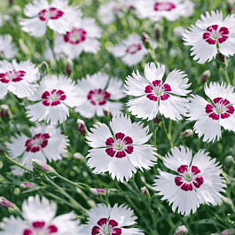 Гвоздика Перистая Ine