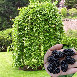 Шелковица Пендула штамб Шелковица Пендула штамб