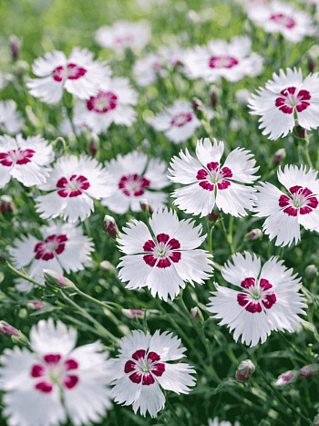 Гвоздика Перистая Ine