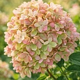 Гортензия метельчатая Pinklight