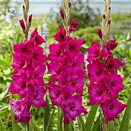 Гладиолус крупноцветковый Мистик Маджента