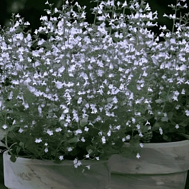 Душевик котовниковый Marvelette Blue